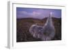 Mauna Kea Silversword-DLILLC-Framed Photographic Print