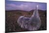 Mauna Kea Silversword-DLILLC-Mounted Photographic Print