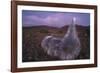 Mauna Kea Silversword-DLILLC-Framed Photographic Print