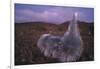 Mauna Kea Silversword-DLILLC-Framed Photographic Print