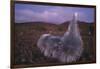 Mauna Kea Silversword-DLILLC-Framed Photographic Print