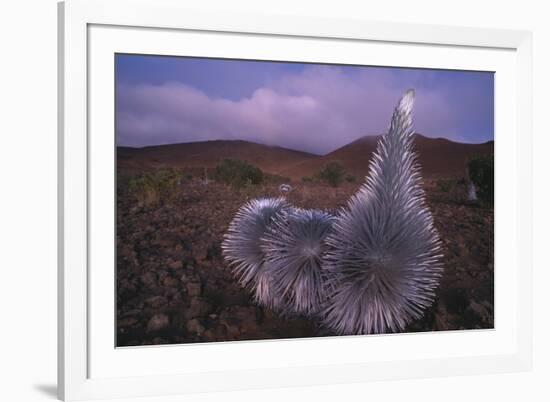 Mauna Kea Silversword-DLILLC-Framed Photographic Print