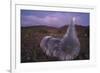 Mauna Kea Silversword-DLILLC-Framed Photographic Print