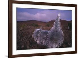 Mauna Kea Silversword-DLILLC-Framed Photographic Print