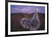 Mauna Kea Silversword-DLILLC-Framed Photographic Print