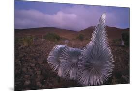 Mauna Kea Silversword-DLILLC-Mounted Photographic Print