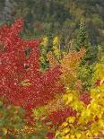 Fall Colours, Eastern Townships, Quebec, Canada, North America-Maurice Joseph-Photographic Print