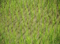 Rice Growing in 2000 Year Old Rice Terraces, Banaue, Luzon, Philippines, Asia-Maurice Joseph-Photographic Print