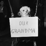 Sally the Dog at Annual Dogs Christmas Party in Bristol, 1958-Maurice Tibbles-Laminated Photographic Print