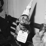 Sally the Dog at Annual Dogs Christmas Party in Bristol, 1958-Maurice Tibbles-Laminated Photographic Print