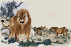 Barbary Lions-Maurice Wilson-Framed Stretched Canvas