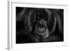 Maurice-Kay-Framed Photographic Print