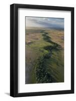 Mauritia Palm, Savanna Rupununi, Guyana. Used for Thatching-Pete Oxford-Framed Photographic Print