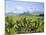 Mauritius, Scenic in the North West Region of the Island-Fraser Hall-Mounted Photographic Print