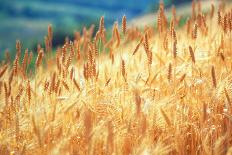 Field of Organically-grown Wheat (Triticum Sp.)-Mauro Fermariello-Framed Photographic Print