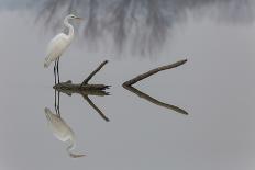 Reflections-Mauro Montuori-Photographic Print