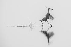 Dancing on the Water-mauro rossi-Photographic Print