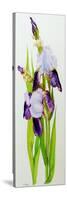 Mauve and purple irises with two buds-Joan Thewsey-Stretched Canvas