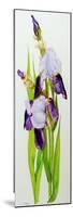 Mauve and purple irises with two buds-Joan Thewsey-Mounted Giclee Print