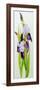 Mauve and purple irises with two buds-Joan Thewsey-Framed Giclee Print