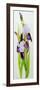 Mauve and purple irises with two buds-Joan Thewsey-Framed Giclee Print