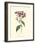 Mauve Beauty I-Samuel Curtis-Framed Art Print