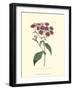 Mauve Beauty I-Samuel Curtis-Framed Art Print