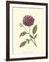 Mauve Beauty II-Samuel Curtis-Framed Art Print