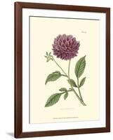 Mauve Beauty II-Samuel Curtis-Framed Art Print