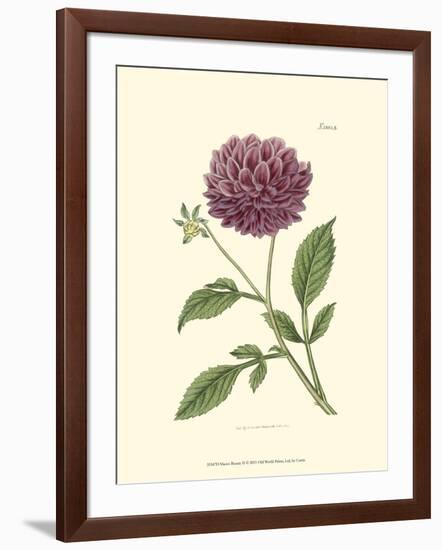 Mauve Beauty II-Samuel Curtis-Framed Art Print