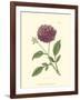 Mauve Beauty II-Samuel Curtis-Framed Art Print