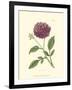 Mauve Beauty II-Samuel Curtis-Framed Art Print