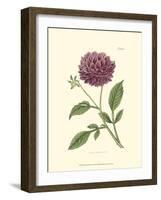 Mauve Beauty II-Samuel Curtis-Framed Art Print