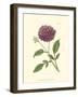 Mauve Beauty II-Samuel Curtis-Framed Art Print