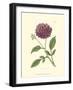 Mauve Beauty II-Samuel Curtis-Framed Art Print