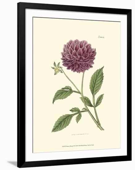 Mauve Beauty II-Samuel Curtis-Framed Art Print