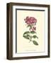 Mauve Beauty III-Samuel Curtis-Framed Art Print