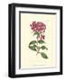 Mauve Beauty III-Samuel Curtis-Framed Art Print