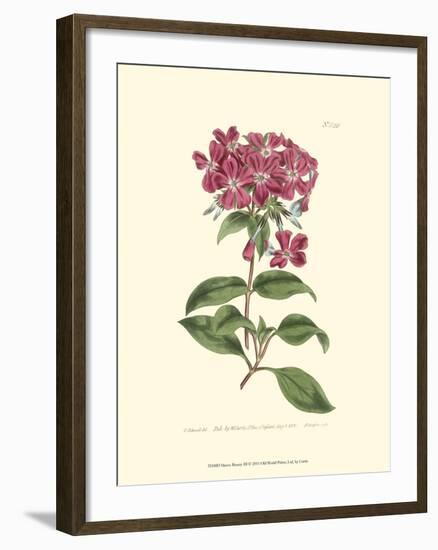 Mauve Beauty III-Samuel Curtis-Framed Art Print