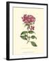 Mauve Beauty III-Samuel Curtis-Framed Art Print