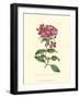 Mauve Beauty III-Samuel Curtis-Framed Art Print