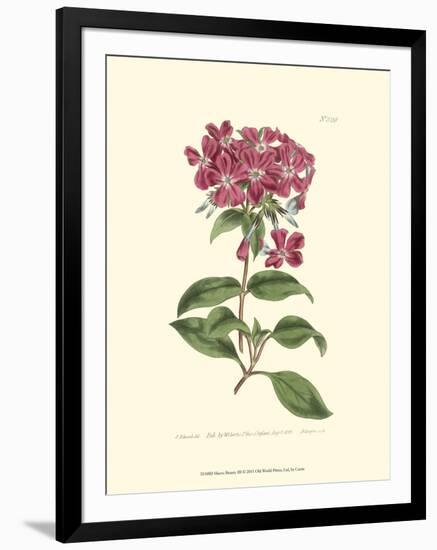 Mauve Beauty III-Samuel Curtis-Framed Art Print