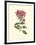 Mauve Beauty III-Samuel Curtis-Framed Art Print