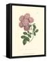 Mauve Beauty V-Samuel Curtis-Framed Stretched Canvas