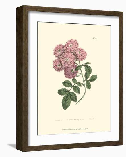 Mauve Beauty V-Samuel Curtis-Framed Art Print