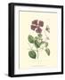 Mauve Beauty VI-Samuel Curtis-Framed Art Print