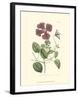 Mauve Beauty VI-Samuel Curtis-Framed Art Print