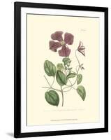 Mauve Beauty VI-Samuel Curtis-Framed Art Print