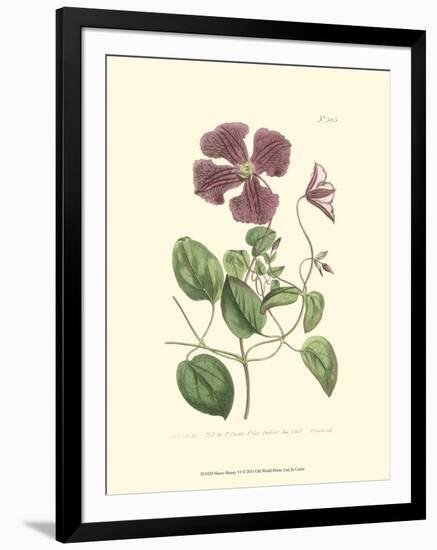 Mauve Beauty VI-Samuel Curtis-Framed Art Print