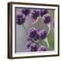 Mauve blossoms of the chives,-Nadja Jacke-Framed Photographic Print